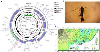 Geographic Variation of Phyllodiaptomus tunguidus Mitogenomes: Genetic Differentiation and Phylogeny